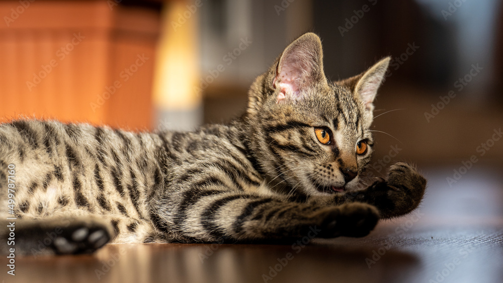 cute kitten cat  at home