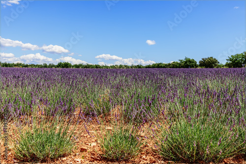 Gravel dry soil with young green lavender bushes in purple bloom, lavender field extending beyond horizon. Vaucluse, Provence, France