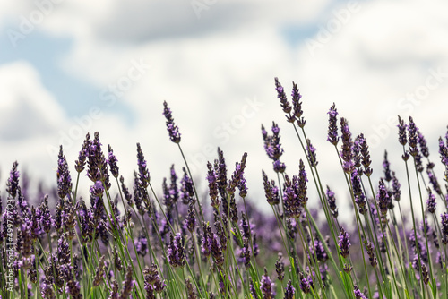 Individual highest purple spikelets of lavender against the background of white clouds. Vaucluse  Provence  France  selective focus 