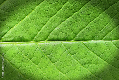 Green leaf texture, natural abstract background with vignetting