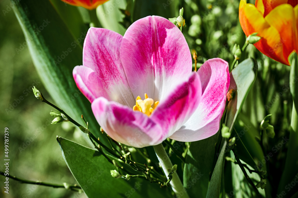 A scene with colorful tulips (tulipa) in bloom in the garden. A scene with colorful tulips (tulipa) in bloom in the garden.