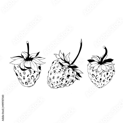 set of three strawberries detailed realistic freehand sketch. delicious juicy...