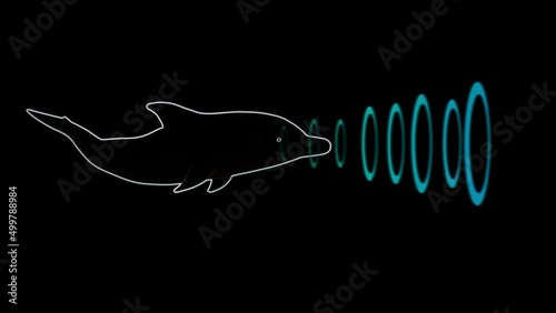 Dolphin emitting sonar , echolocation signals. Cetacean sends sonar signals sound waves through water. Sending , transmitting echolocation  .3d animation render photo