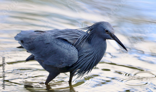 Black Heron, Kruger National Park, South Africa photo