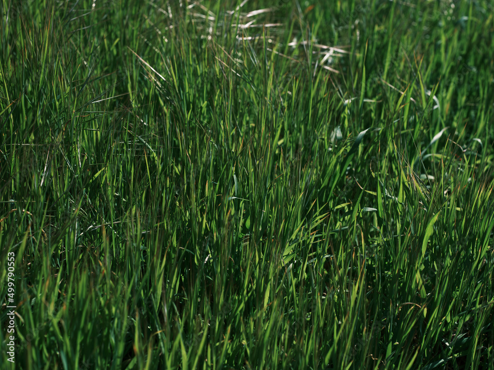 beautiful green grass in nature