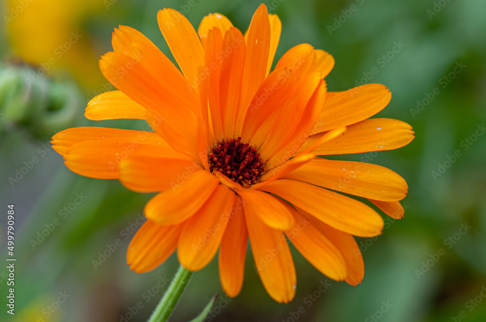 Flower at nature in spring time Flower at nature in spring time