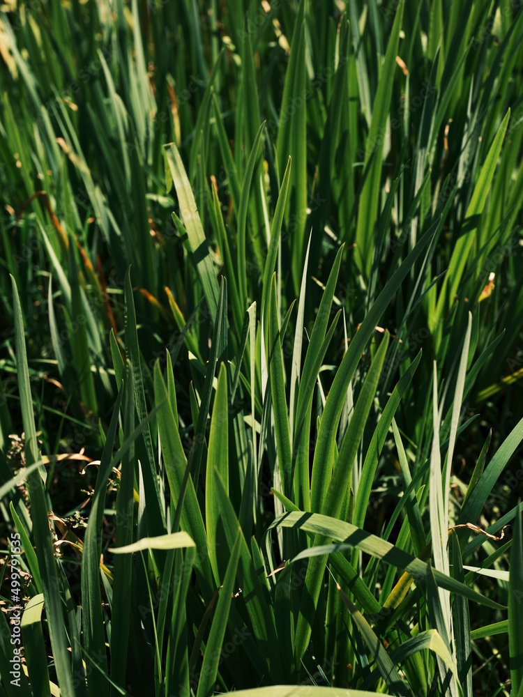 beautiful green grass in nature beautiful green grass in nature