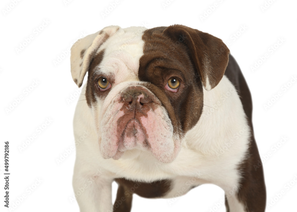 Portrait of a thoroughbred French bulldog dog isolated on a white background