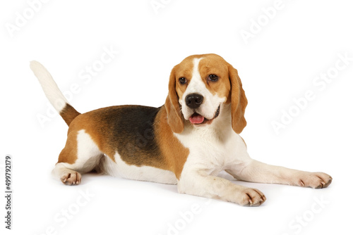 Studio shot of a Beagle dog isolated on white background