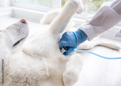 Veterinarian examining dog breathing heartbeat touching his chest with stethoscope. The concept of vet practice in veterinary clinic
