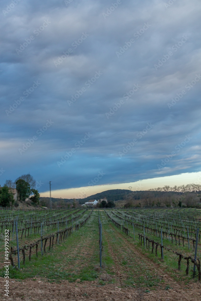 Vineyard field with stormy sky
