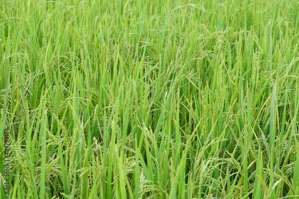 background of rice fields in the field background of rice fields in the field