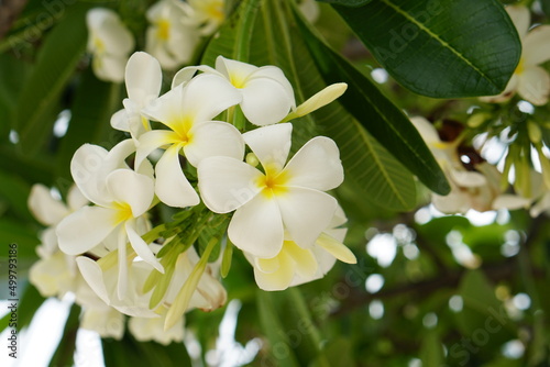 white frangipani flowers in the park 