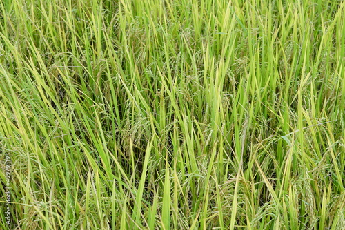 background of rice fields in the field