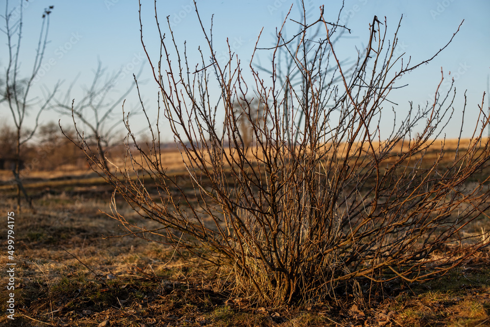 Close-up of bush with brown branches without leaves, against background of blue sky Close-up of bush with brown branches without leaves, against background of blue sky
