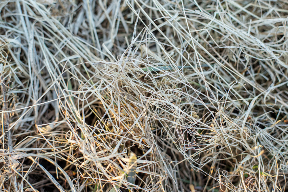 Beautiful natural background of dry grass in late autumn. Cold weather. Autumn sunbeam. Beautiful natural background of dry grass in late autumn. Cold weather. Autumn sunbeam.