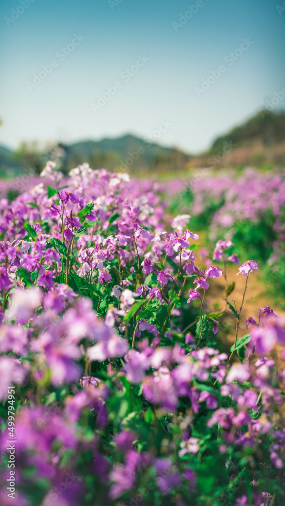 Beautiful purple rape flowers blooming in the field (들판에 핀 아름다운 보라색 유채꽃)	