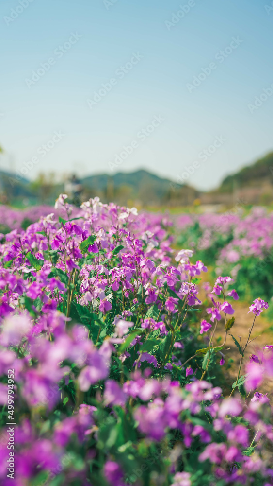 Beautiful purple rape flowers blooming in the field (들판에 핀 아름다운 보라색 유채꽃)