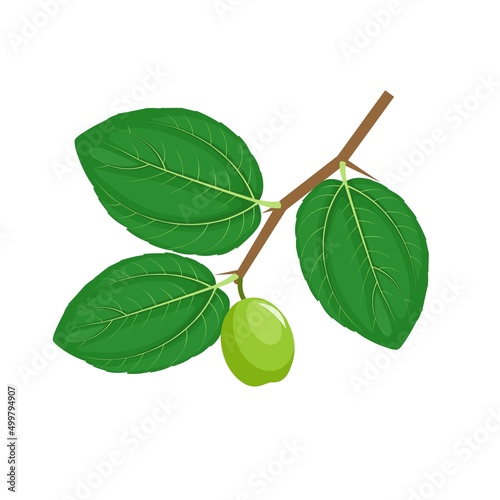 Jujube fruit or Ziziphus mauritiana, also known as Indian jujube, bidara or Chinese apple. vector illustration. photo