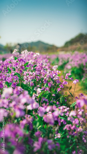 Beautiful purple rape flowers blooming in the field (들판에 핀 아름다운 보라색 유채꽃) 