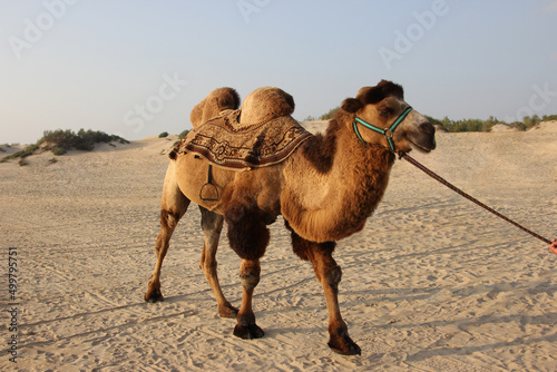 Camel in harness in the desert on a sunny day