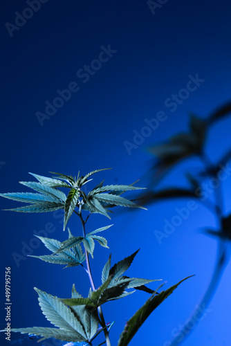 a small cannabis bush on a blue background