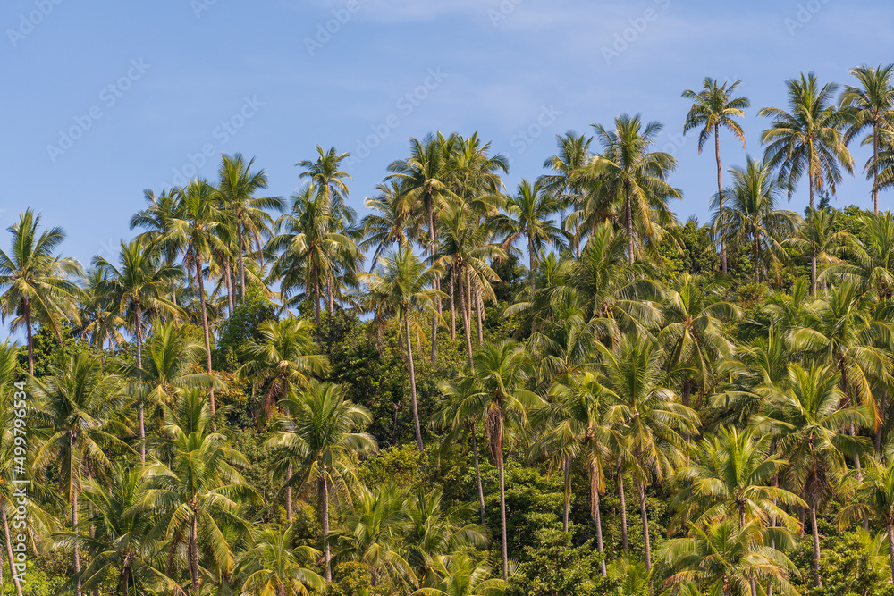 Silhouette of green coconut palm trees background on the mountain and blue sky background, Thailand