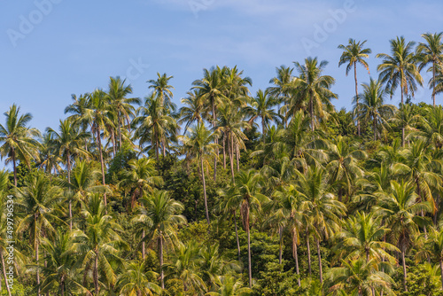 Silhouette of green coconut palm trees background on the mountain and blue sky background, Thailand