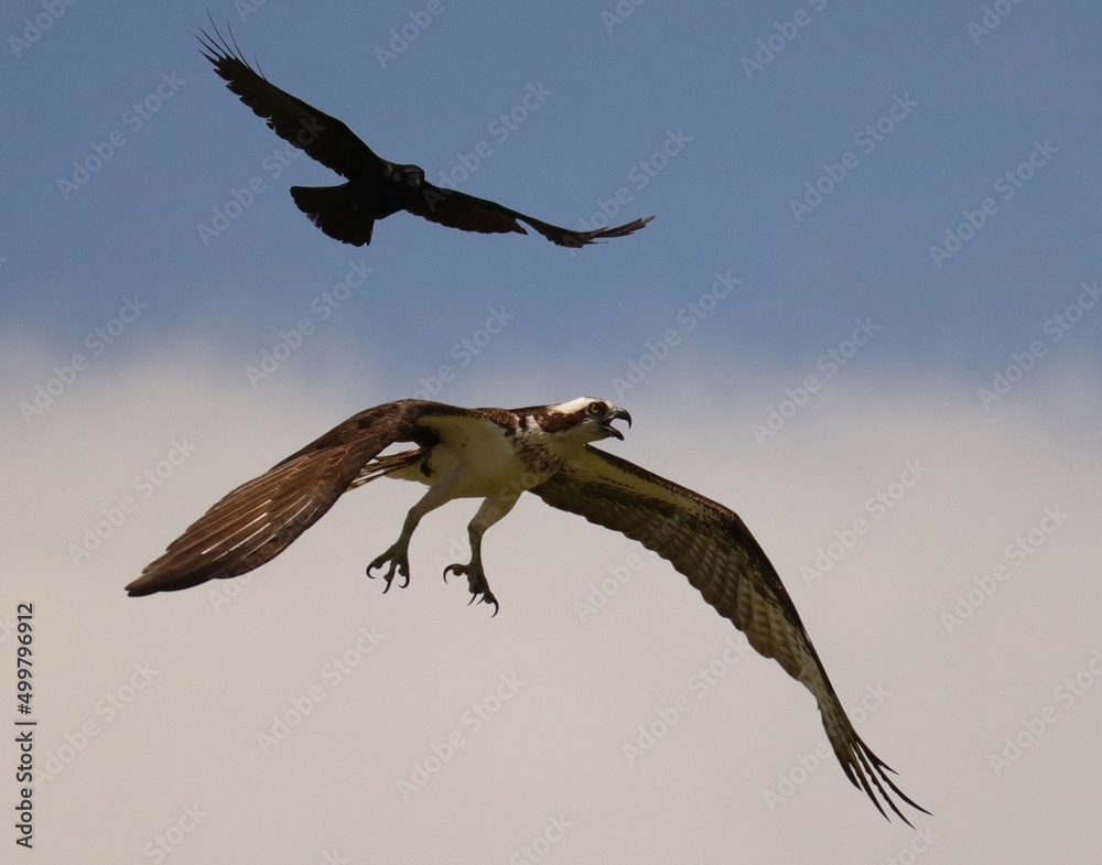 Fototapeta premium Osprey Crow aerial battle