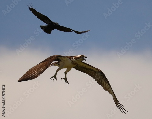 Obraz na płótnie Osprey Crow aerial battle