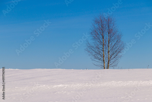 birch tree in the middle of a snowy field against the blue sky on a winter day