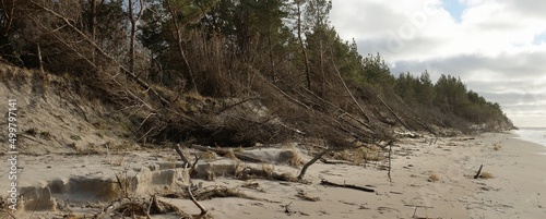 Baltic sea shore after the storm. Sand dunes, evergreen forest, fallen pine trees, tree trunks, roots. Fickle weather. Winter, early spring. Nature, climate change, environmental conservation, ecology photo