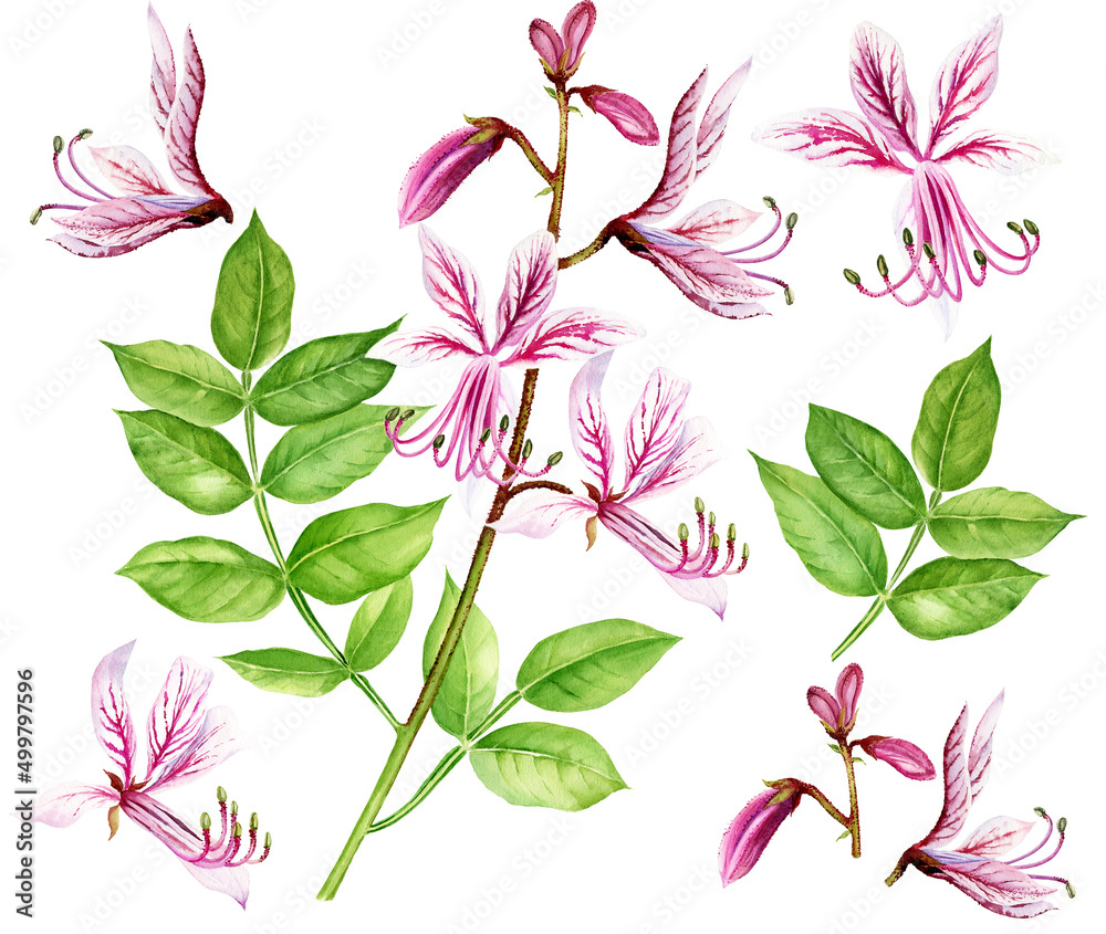 watercolor flower, rutaceae, buds, leaves, pink flowers, hand drawn sketch, isolated