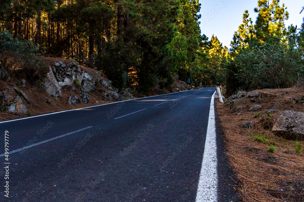 Fototapeta premium Carretera rodeada de pinos en el Parque Nacional del Teide, isla de Tenerife.