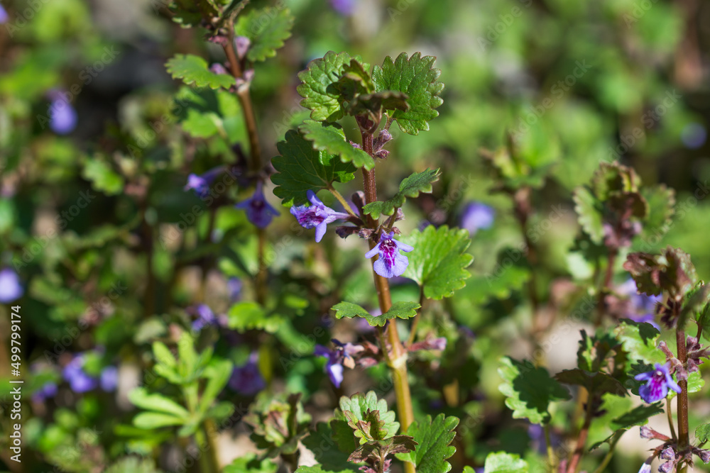 ground-ivy, glechoma hederacea flowers closeup selective focus ground-ivy, glechoma hederacea flowers closeup selective focus