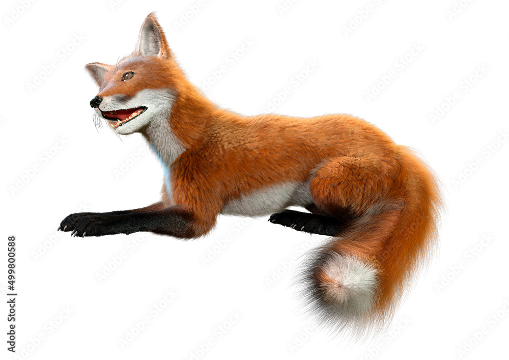 Fototapeta premium 3D Rendering Red Fox on White