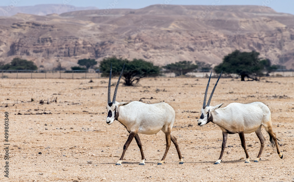 Antelope Arabian white oryx (Oryx dammah) inhabits native environments of Sahara desert, recently introduced into nature reserves of the Middle East
Antelope Arabian white oryx (Oryx dammah) inhabits native environments of Sahara desert, recently introduced into nature reserves of the Middle East