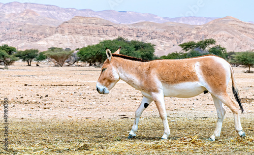 Onager (Equus hemionus) is semi-domesticated donkey, the species inhabits nature reserve parks in the Middle East