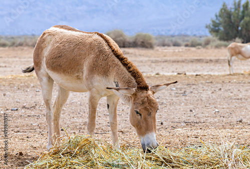 Onager (Equus hemionus) is semi-domesticated donkey, the species inhabits nat...