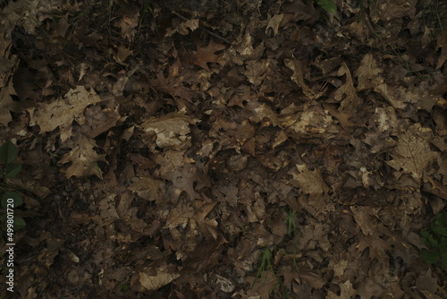 Autumn leaves on the ground