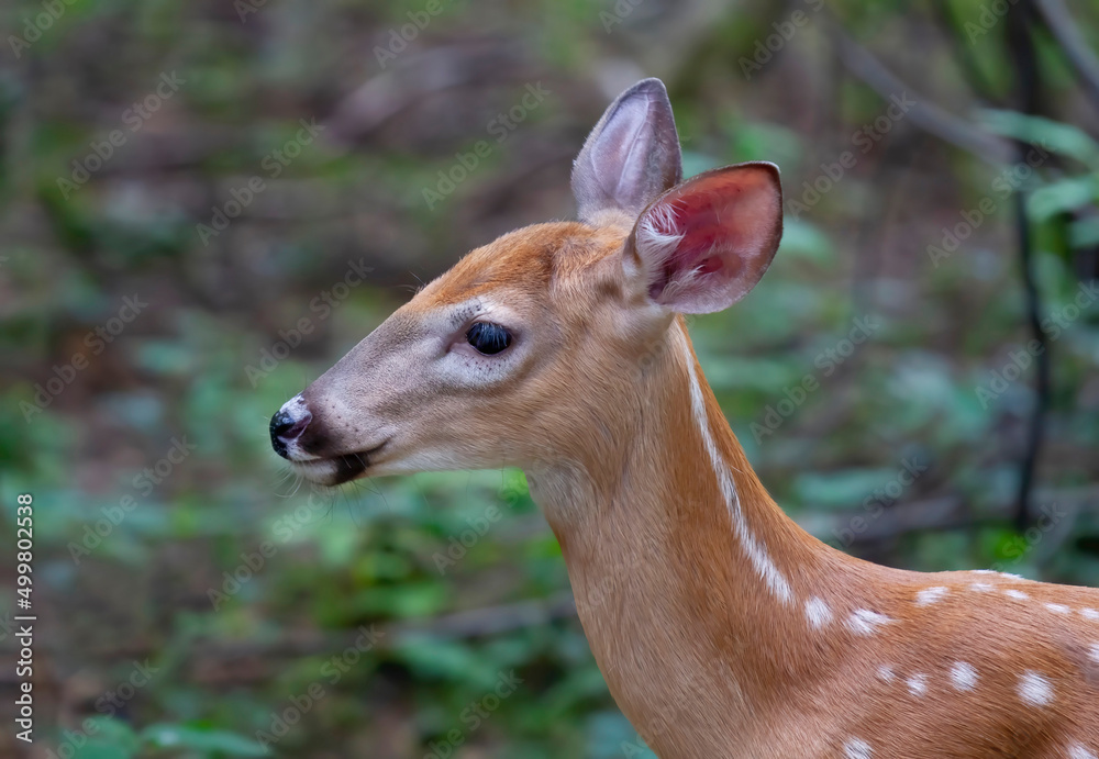 White-tailed deer fawn foraging in the meadow in Ottawa, Canada