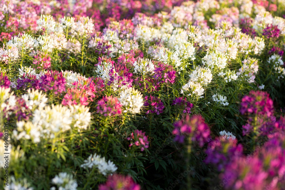The flower is named cleome sparkler mix in the garden because of the experimental plot. in Thailand during the winter flowers are white pink and purple flowers are in full bloom