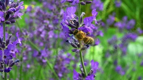 Macro Shot Of Bee Collecting Nectar From Beautiful Violet Flowers - macro shot photo