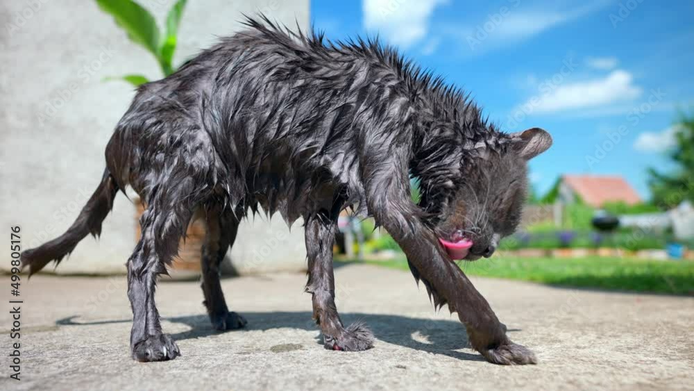 Skinny Old Cat Licking Her Wet Fur After Bath On A Sunny Day. - close up Skinny Old Cat Licking Her Wet Fur After Bath On A Sunny Day. - close up