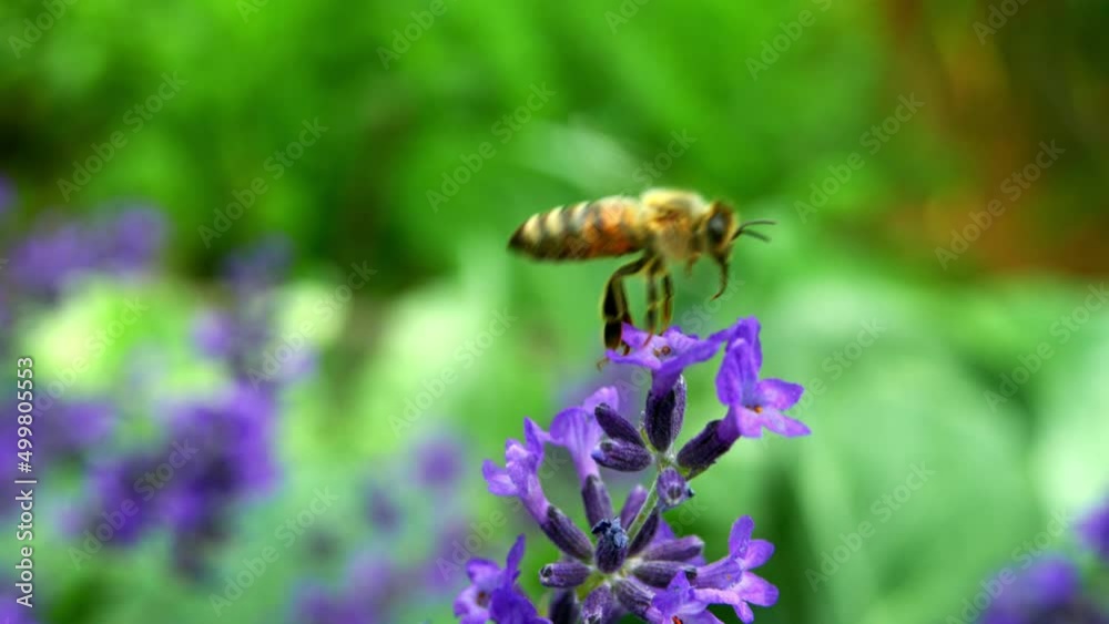 Honeybee Sucking Nectar Of Purple Flower In The Garden At Spring. - closeup Honeybee Sucking Nectar Of Purple Flower In The Garden At Spring. - closeup