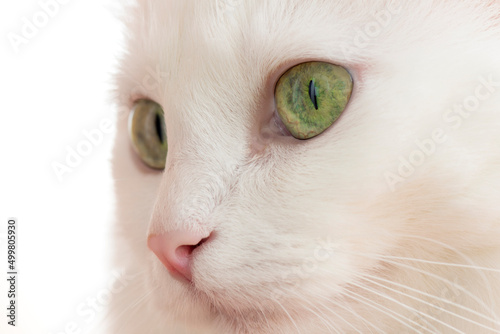 Photography The face of a white cat close-up