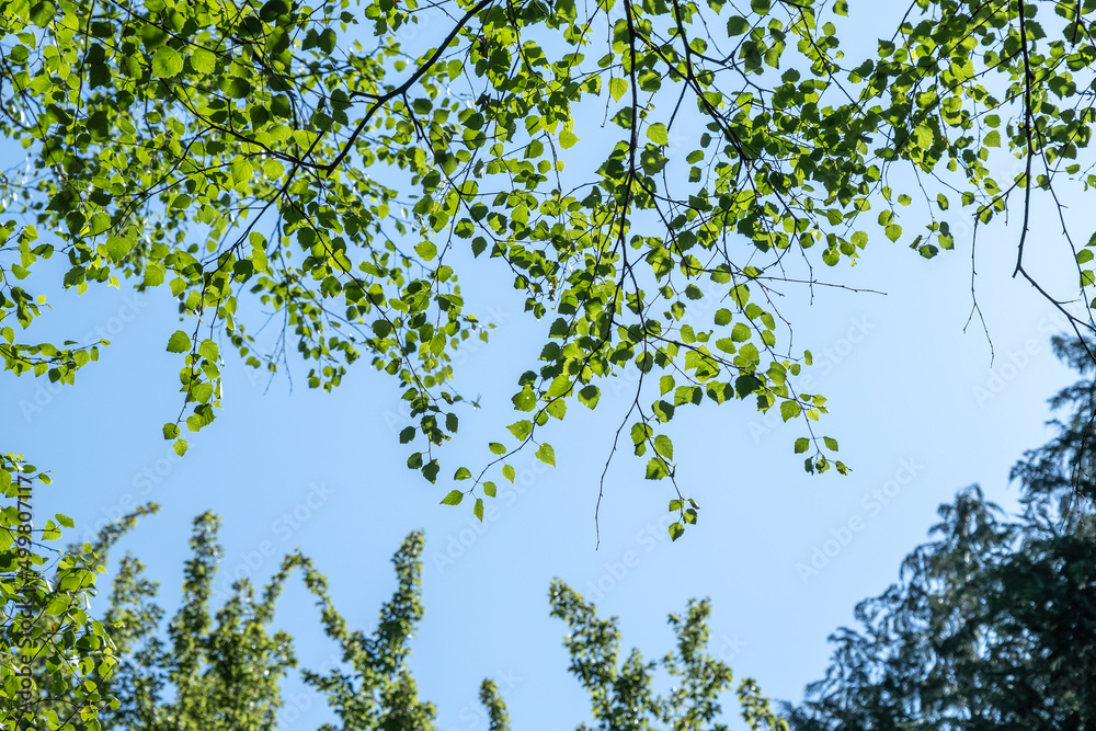 Obraz premium White birch green foliage