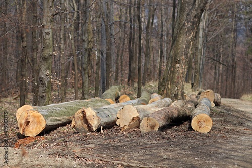 Bale drewna poukładane w lesie po wycince