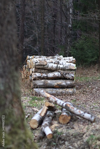 Fototapeta Naklejka Na Ścianę i Meble -  Stos drewnianych bali brzozowych w lesie po wycince