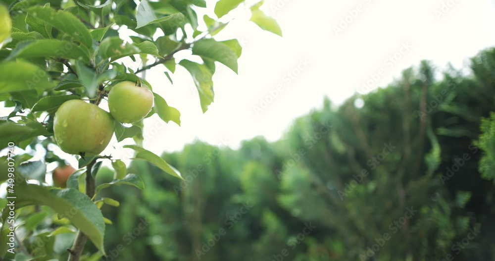 Fresh apple on a tree branch.